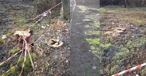 foto verde dopo